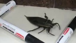 Большой жук загнан в угол