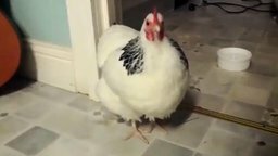 Смотреть Как чихает курица