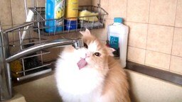 Кошка пьёт водичку