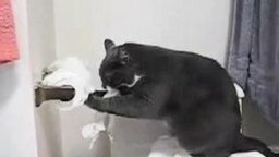 Кот и туалетная бумага смотреть видео - 0:46