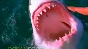 Акула, покажи зубки!
