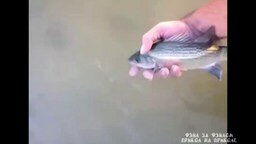 Смотреть Рыбка не хочет уплывать