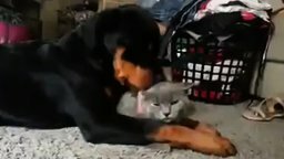Щенок ротвейлера и кошка