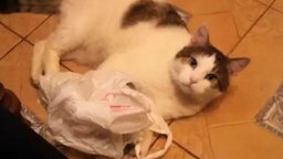 Смотреть Кошка и пакет