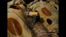 Смотреть Кот ест стаканчик