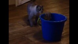 Коты моют полы