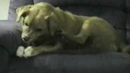Чокнутая собака смотреть видео - 0:41
