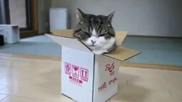 Мару и маленькая коробочка