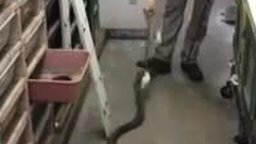 Смотреть Парень кормит змей