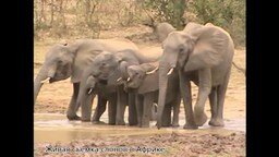 Слоновья семья на водопое