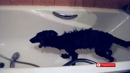 Купание лисички в ванной