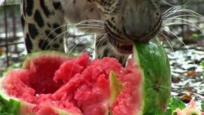Кошки-хищники едят арбуз