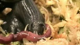 Улитка поедает червя