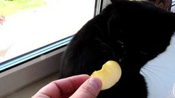 Смотреть Кошка ест яблоко