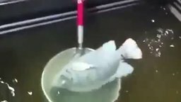Смотреть Самая быстрая заморозка рыбы
