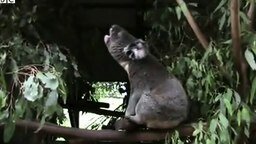 Странные звуки от коалы
