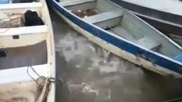 Кормление рыбёшек