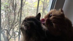 Два милых котика перед окном