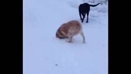 Первый снег для собак