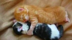 Два спящих котёнка