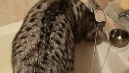 Кошка моет голову