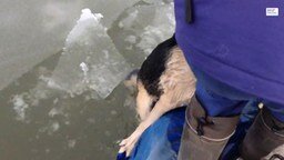 Спасли собаку из ледяной реки