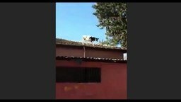 Тёлочка прыгает с крыши