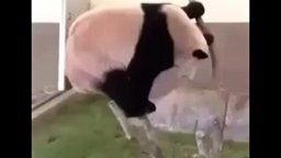 Смешная панда на ветке