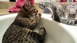 Смотреть Кошки и вода - друзья навсегда!