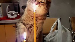 Смотреть Кошка тушит свечку