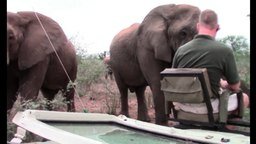 Близкое знакомство со слоном