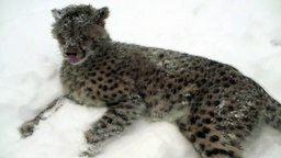 Гепард резвится на снегу