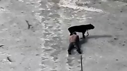 Как хозяин собаку спасал