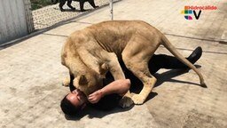 Львица встречает приятеля