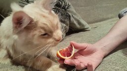 Кот и красный апельсин