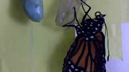 Вылупление бабочек-монархов