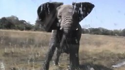 Смотреть Слон атакует джип с людьми