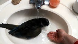 Смешные попугаи любят купаться