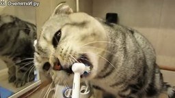 Смотреть Кот чистит зубы
