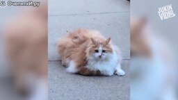 Смотреть Толстый кот-попрыгун