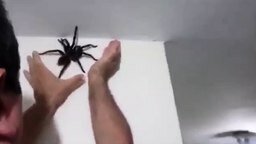 Как поймать гигантского паука со
