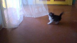 Котёнок против шторы