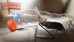 Смотреть Гениальная мышеловка из пластиковой бутылки (которая работает)