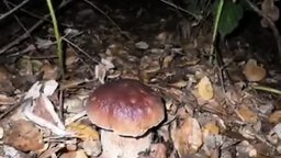 Смотреть Как растёт белый гриб
