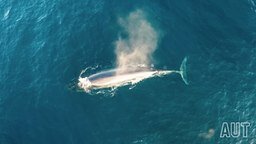Смотреть Самка кита и китёнок