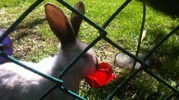 Кролик ест тюльпаны