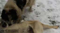 Смотреть Собаки резвятся на снегу