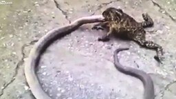 Жаба пожирает змею