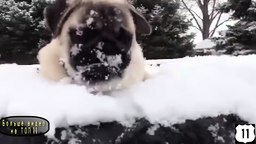 Смотреть Собачья радость на снегу