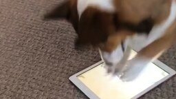 Пёсик корги против планшета